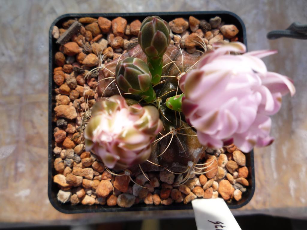 Gymnocalycium damsii v. rotundulum